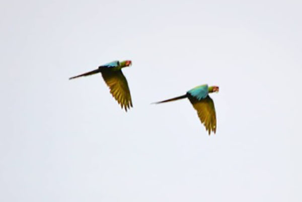 Guacamayas verdes sobrevolando- 06/07/2019- Aves de Santa Marta