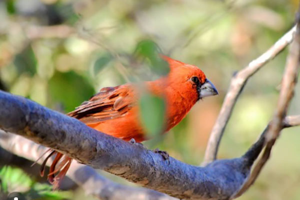 Rey Guajiro-Cardinalis phoeniceus. Foto: archivo Aves de Santa Marta