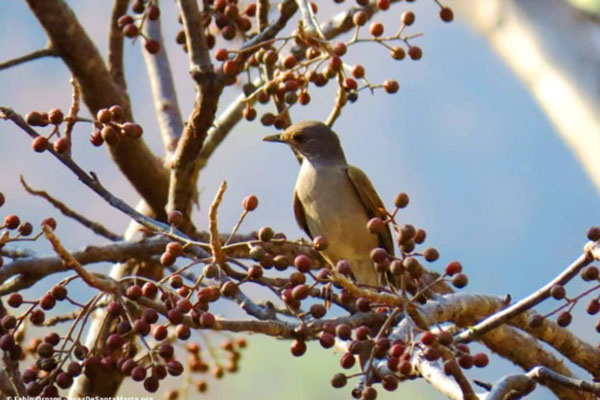 Mirla buchiblanca’- 23/02/2020. Aves de Santa Marta