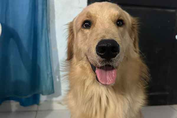 El Golden Retriever es una de las razas más utilizadas como perro de servicio debido a su temperamento equilibrado, inteligencia y alta capacidad de aprendizaje para asistir a personas con distintas discapacidades. Foto derechos reservados EL INFORMADOR