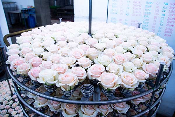 Gran parte del éxito de la exportación de flores depende de la cadena logística. Foto tomada de la página de Procolombia