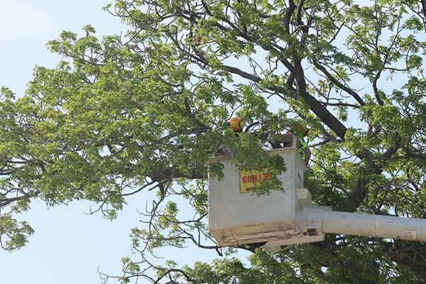 La ceiba bonga del barrio 20 de Julio ha sido durante décadas punto de encuentro para los habitantes del sector y forma parte de la memoria colectiva de varias generaciones de samarios. Foto derechos reservados EL INFORMADOR