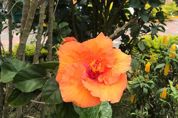 Las cayenas sobresalen por sus flores intensas y vistosas, muy comunes en jardines tropicales y espacios urbanos. Foto cortesía Club de Jardinería de Santa Marta.