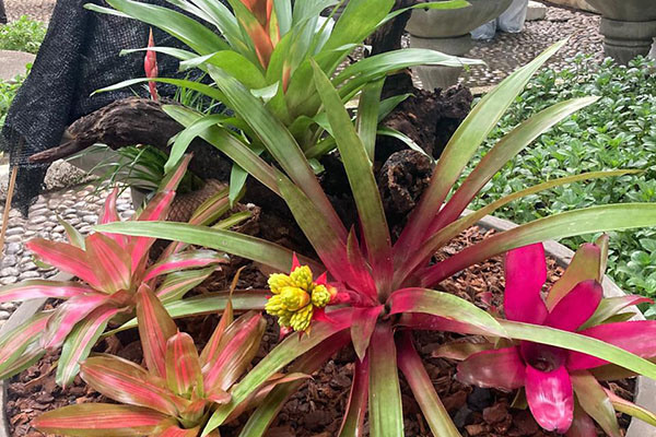 Las bromelias destacan por sus colores vibrantes y su capacidad de adaptarse a climas cálidos, convirtiéndose en una de las plantas ornamentales más llamativas. Foto cortesía Club de Jardinería de Santa Marta.