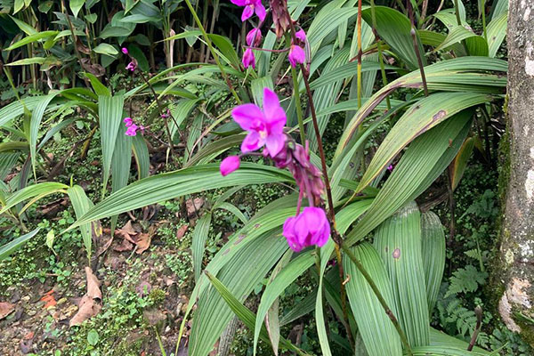 La orquídea morada es símbolo de elegancia y belleza natural, reconocida por la delicadeza y el colorido de sus flores. Foto cortesía Club de Jardinería de Santa Marta.