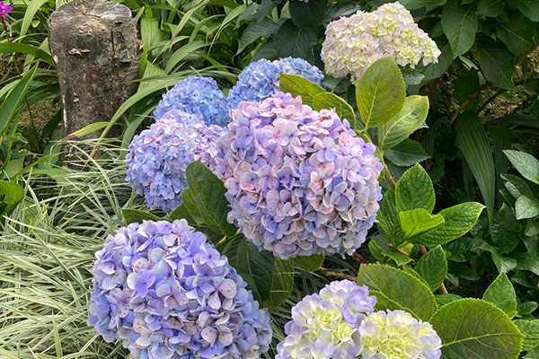 Las hortensias cautivan por sus grandes flores y tonalidades llamativas, siendo ideales para embellecer jardines y terrazas. Foto cortesía Club de Jardinería de Santa Marta.
