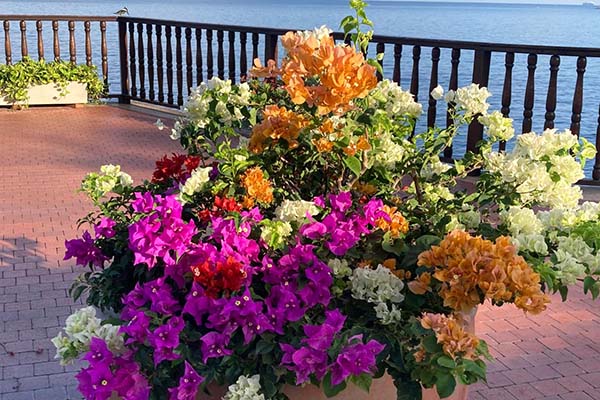 Las buganvillas llenan de color los espacios exteriores y son reconocidas por su resistencia al clima cálido y soleado. Foto cortesía Club de Jardinería de Santa Marta.