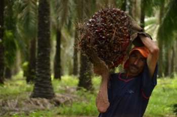 En el periodo de enero a agosto de 2022, las ventas totales de aceite de palma continúan mostrando un buen comportamiento.