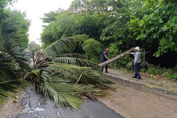 En la imagen se realizan las talas de árboles para prevenir accidentes en la isla de San Andrés.