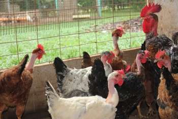 La bioseguridad en fincas y granjas productoras, herramienta eficaz para mantener la sanidad avícola del país.