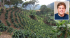 En los cultivos del café en la Sierra Nevada de Santa Marta se presenta la particularidad en la que se mantienen los bosques nativos.